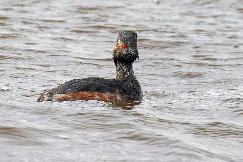 60_zeeland_dsc09578