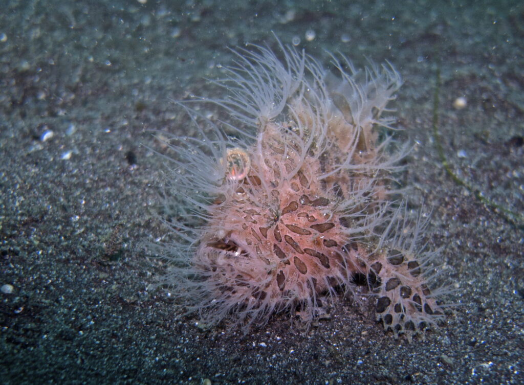 Haariger Anglerfisch beim Tauchen in der Straße von Lembeh in Sulawesi - Lembeh Strait
