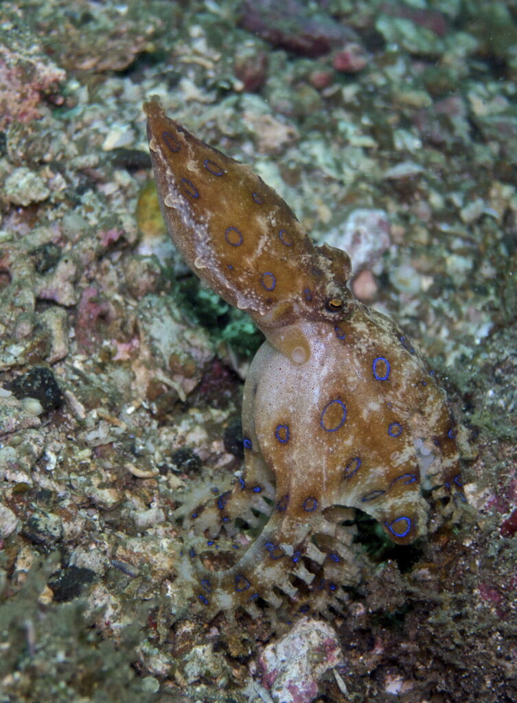 Blauringkrake beim Tauchen in der Straße von Lembeh in Sulawesi - Lembeh Strait