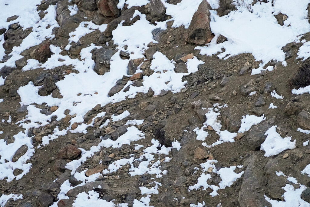 Ein perfekt getarntes Schneeleoparden-Weibchen sahen wir im Spiti Valley in Indien