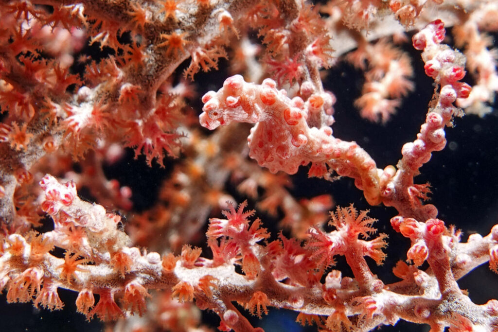 Pygmäenseepferdchen Hippocampus Bargibanti gefunden beim TAuchen bei Tulamben auf Bali