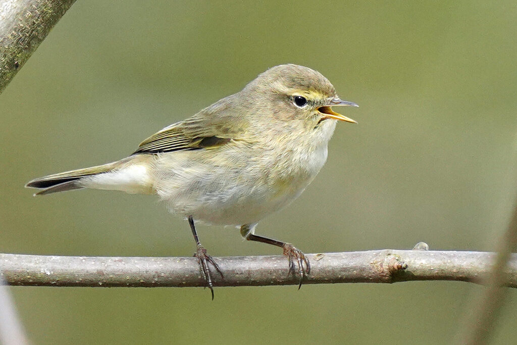 Zilpzalp bei der Vogelbeobachtung in unserem Garten