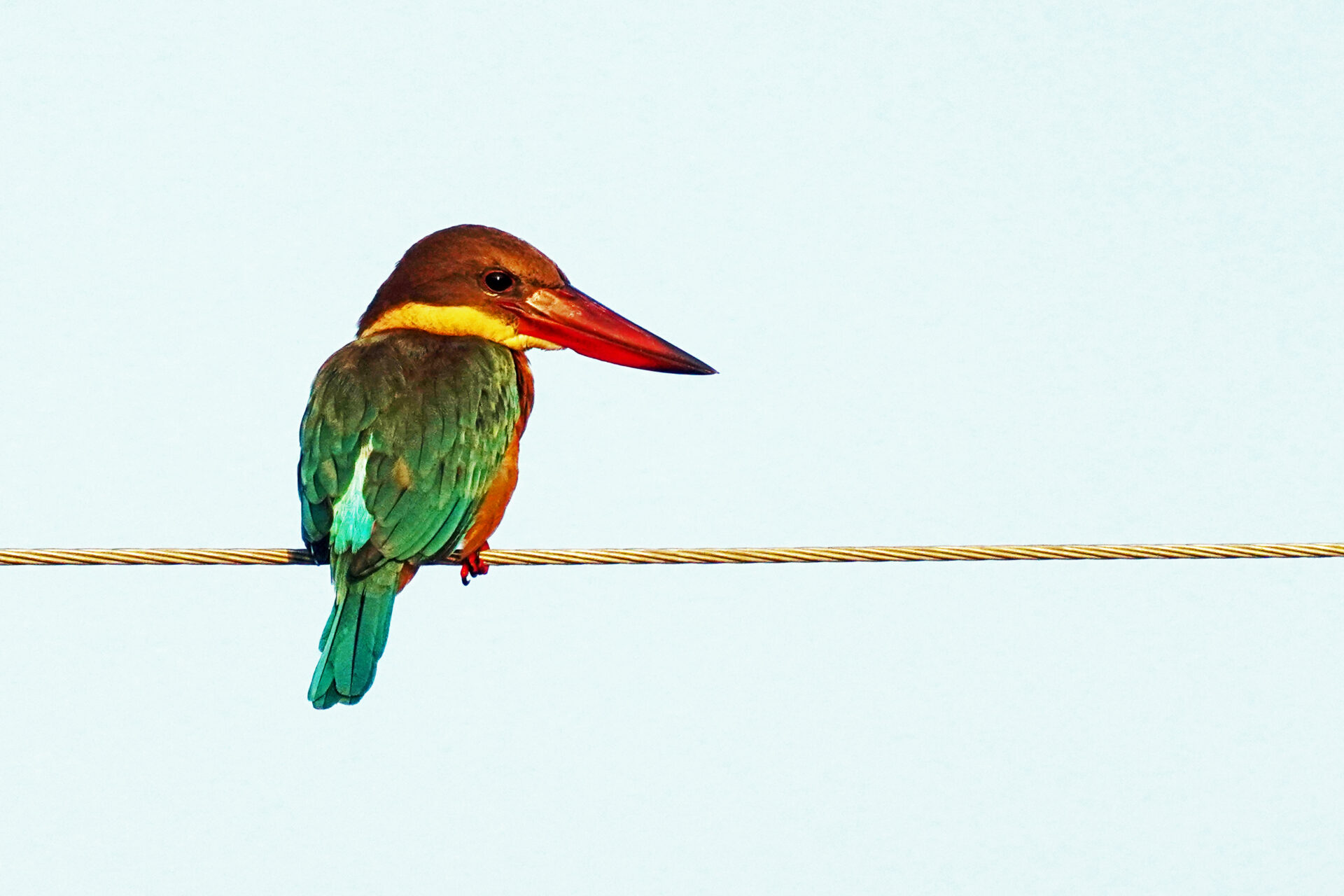 Vogelbeobachtung eines Eisvogels in Kumarakom in Kerala in Indien - Storchschnabel Eisvogel