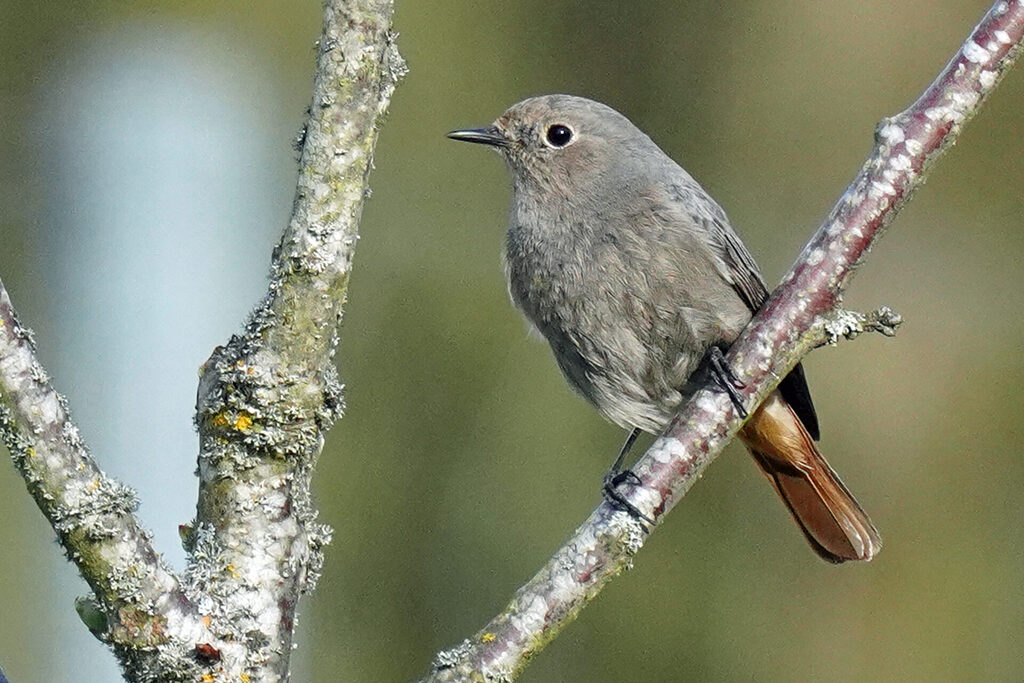 Hausrotschwanz bei der Vogelbeobachtung in unserem Garten in Homburg im Saarland