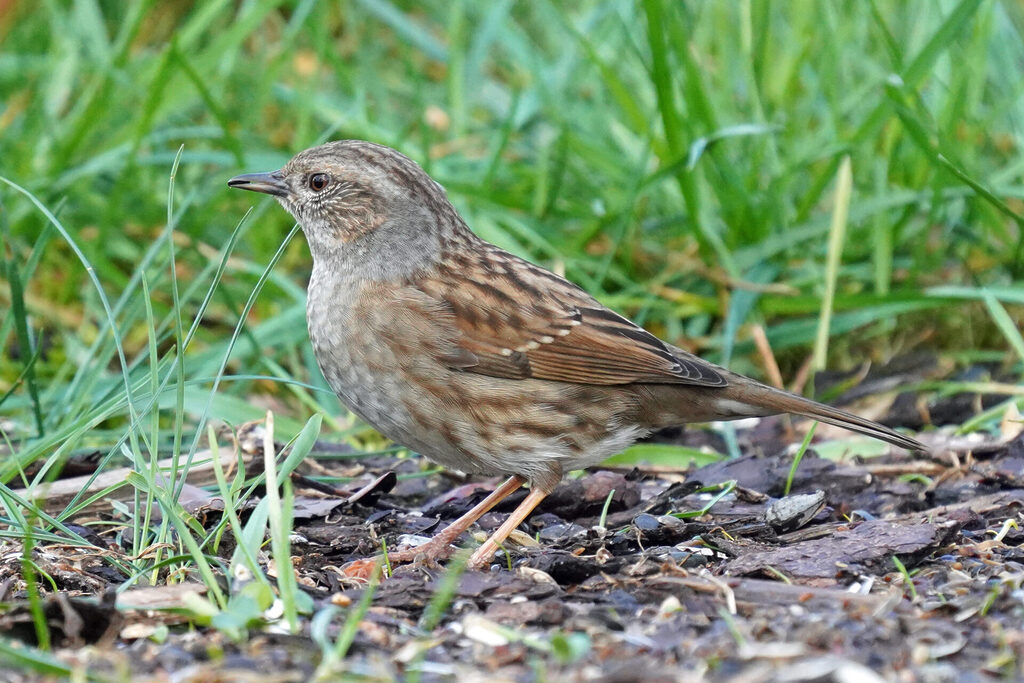 Heckenbraunelle auf Futtersuche in unserem Garten