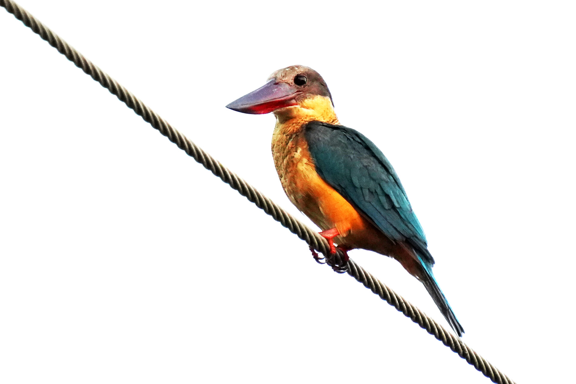 Vogelbeobachtung eines Eisvogels in Kumarakom in Kerala in Indien - Storchschnabel Eisvogel