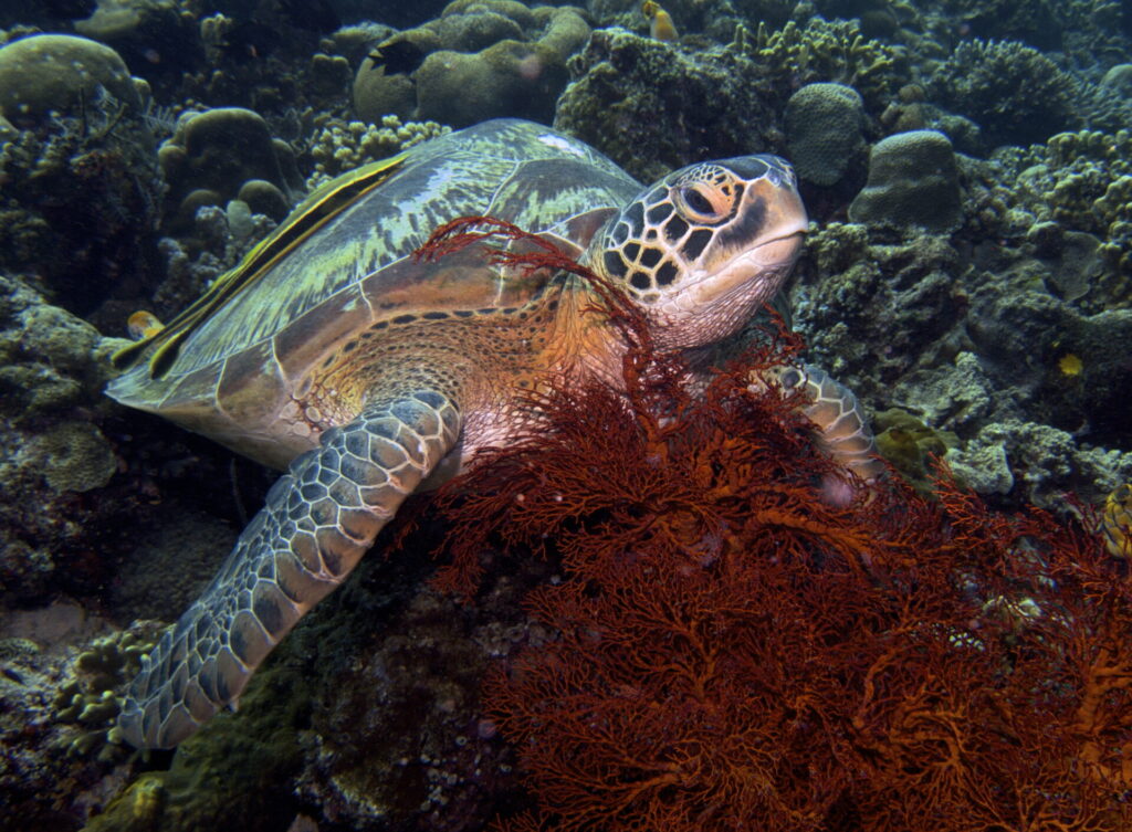 Schildkröte beim Tauchen im Bunaken Nationalpark in Sulawesi