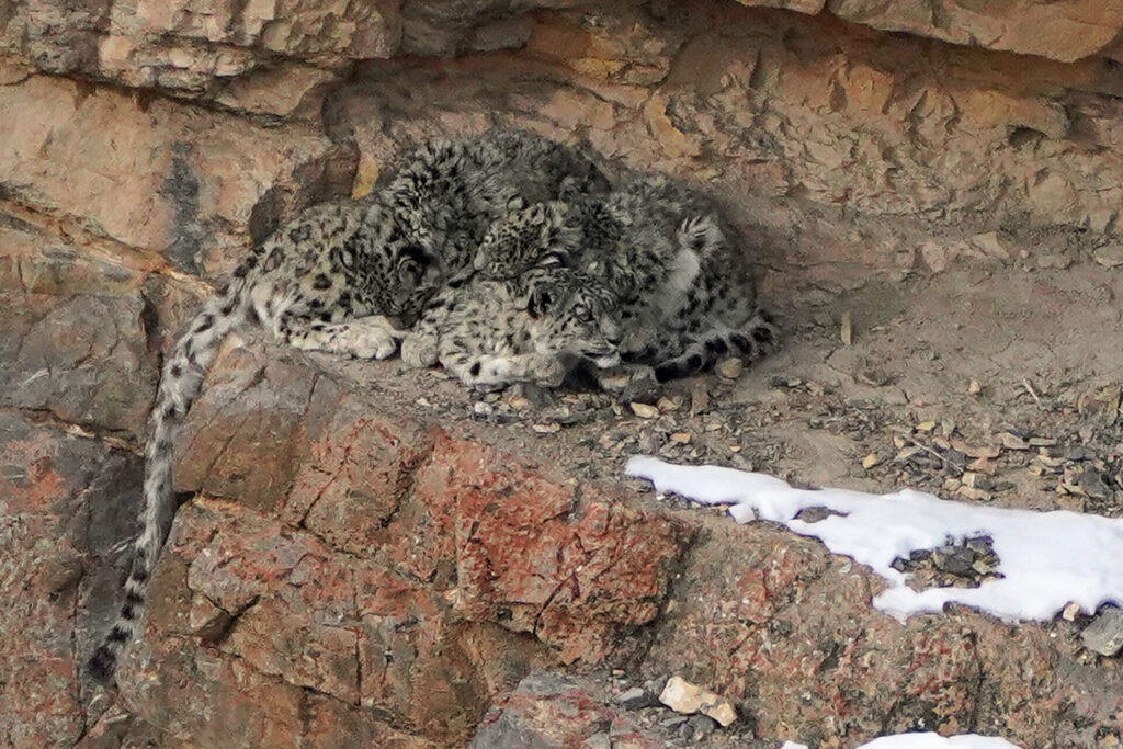 Welch ein Erlebnis - eine Schneeleoparden Mutter mit zwei Jungtieren wildlife im Spiti Valley im nördlichen Indien erleben