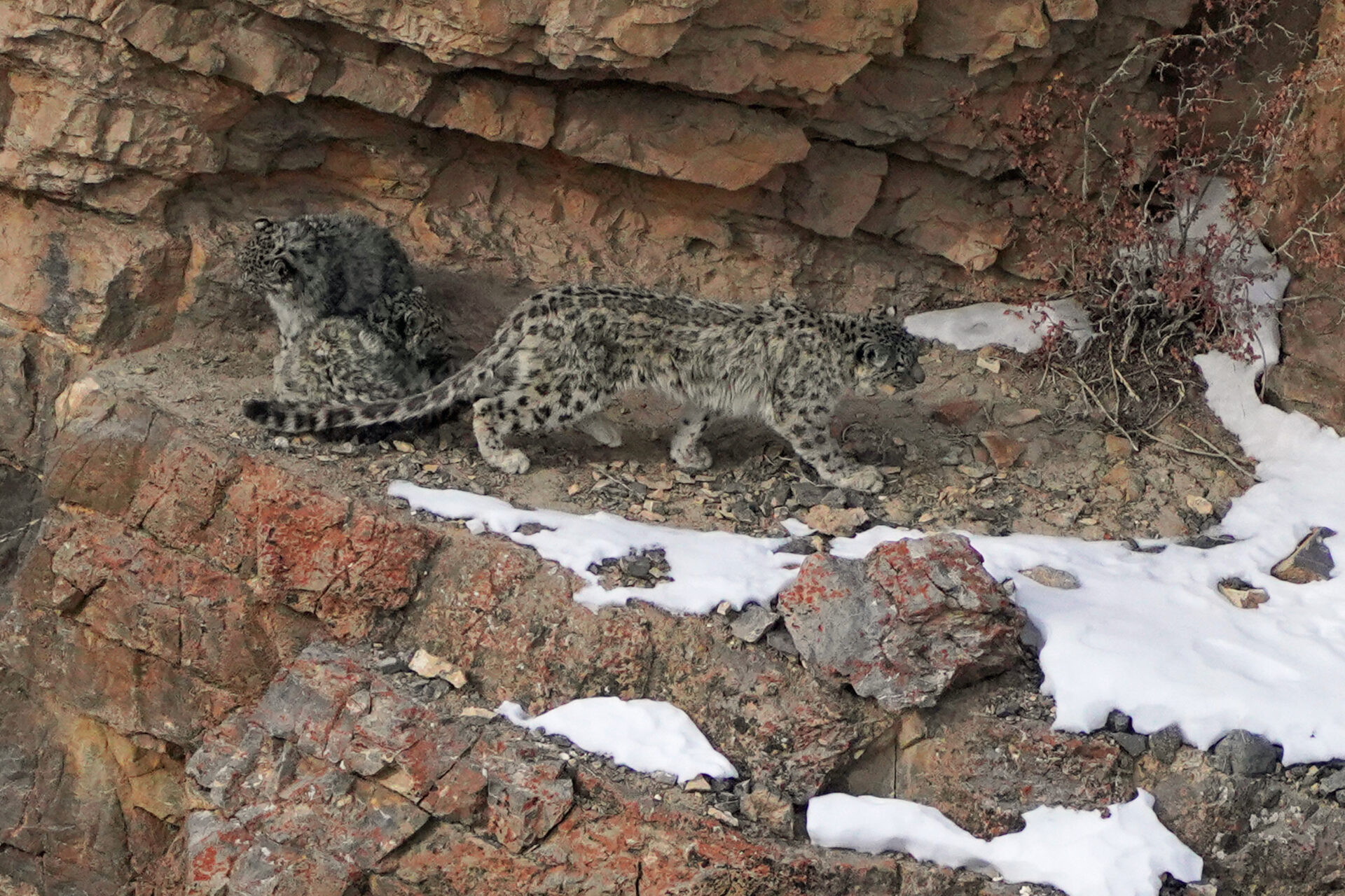 Welch ein Erlebnis - eine Schneeleoparden Mutter mit zwei Jungtieren wildlife im Spiti Valley im nördlichen Indien erleben