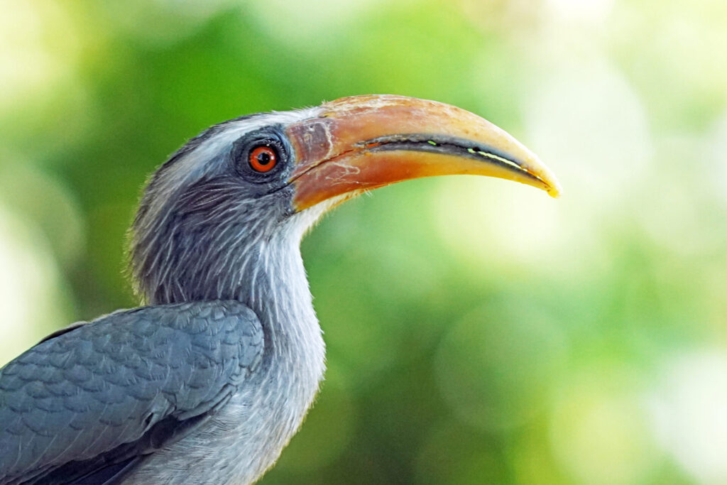 Nashornvogel bei der Eldhose Lodge in Thattekad in Kerala