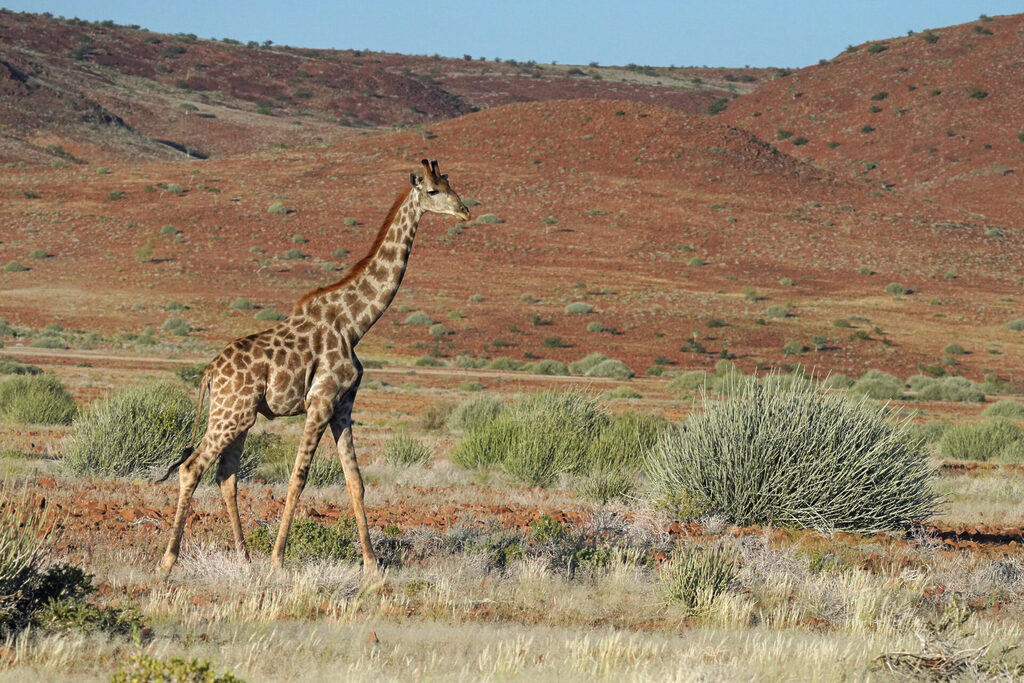 Giraffe in Namibia in der Nähe der Palmwag Lodge