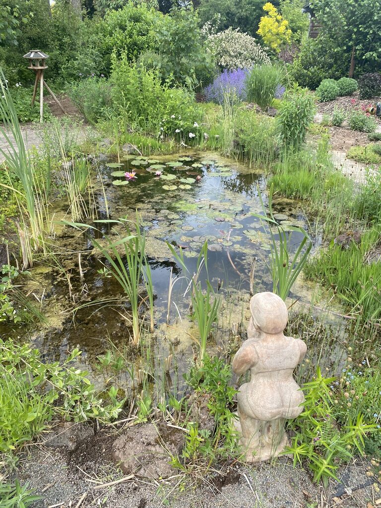Vogelbeobachtung in unserem Garten mit Amphibienteich, Futterstelle für Vögel und naturnaher Ausrichtung für Insekten und Schmetterlinge.