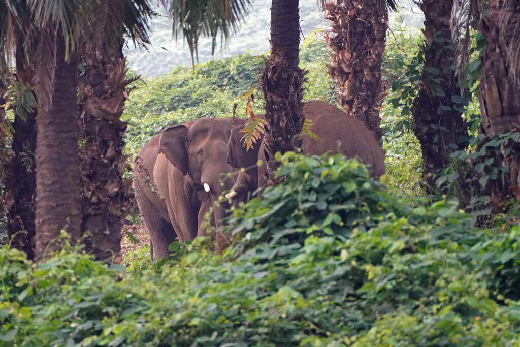 Die erste Begegnung mit Elefanten bei Athirapilly in Kerala