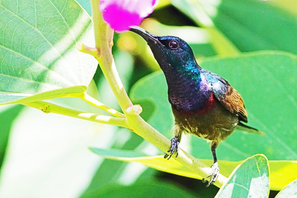 Purple Sunbird (Nektarvogel)cin Athirapilly in Kerala