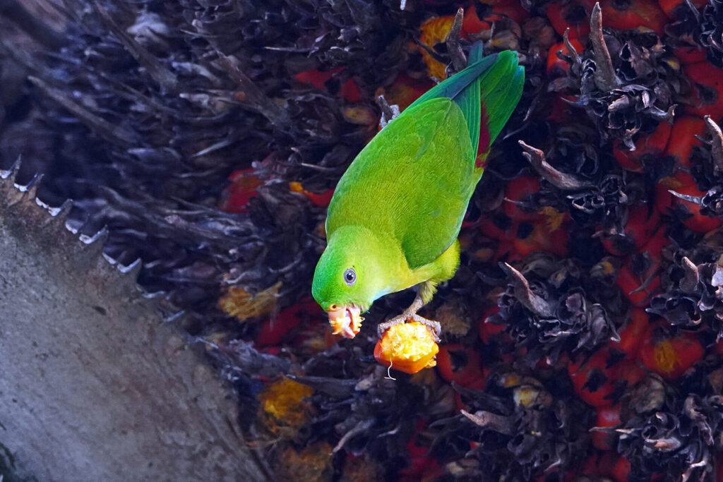 Frühlingspapageichen oder auch Vernal Hanging Parrot beim Fressen in der Kokospalme