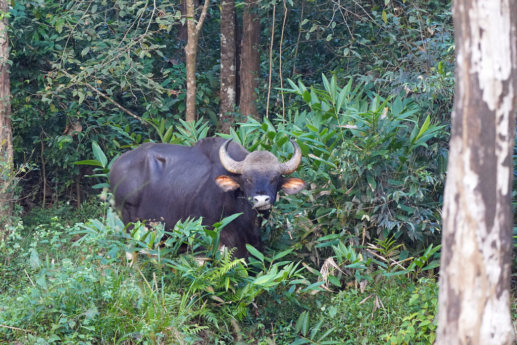 Diesen prächtigen und massigen Indischen Bison oder auch Gaur sahen wir im Sholayar Forest in Kerala bei Athirapilly