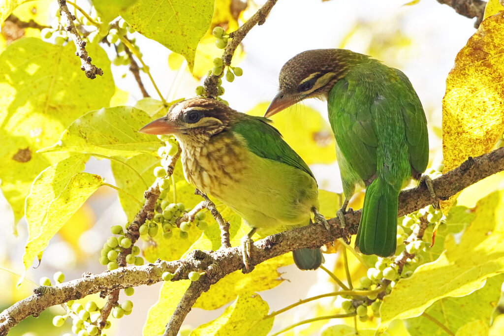 Ein Paar Bartvögel bei der gegenseitigen Gefiederpflege in der Nähe von Athirapilly in Kerala