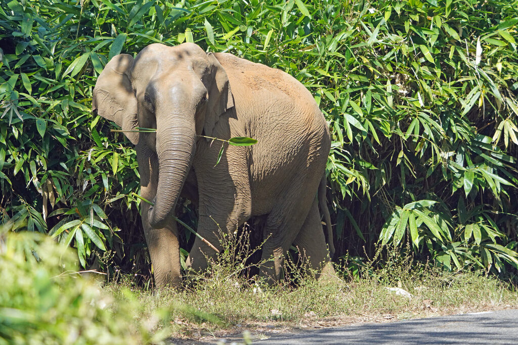 Die zweite Begegnung mit Elefanten bei Athirapilly in Kerala