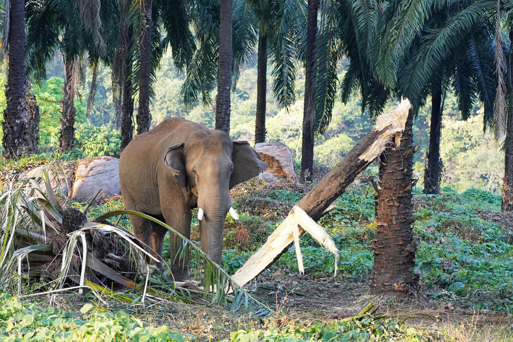 Die dritte Begegnung mit Elefanten bei Athirapilly in Kerala