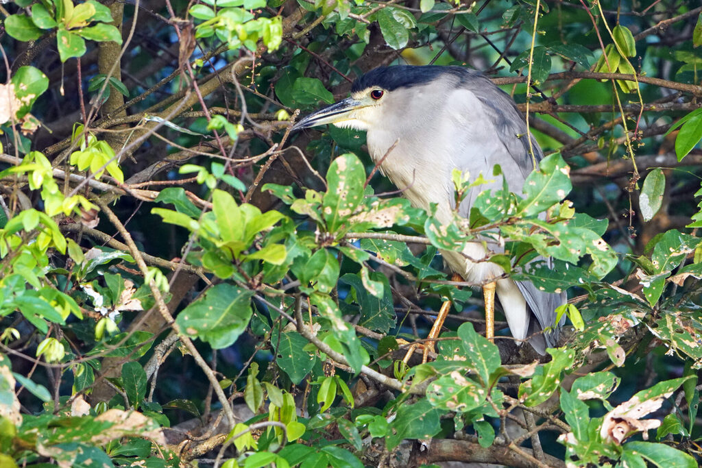 Nachtreiher in den Cole Wetlands bei Athirapilly in Kerala
