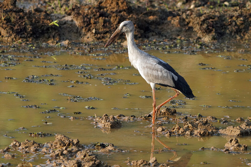 Asian Openbill