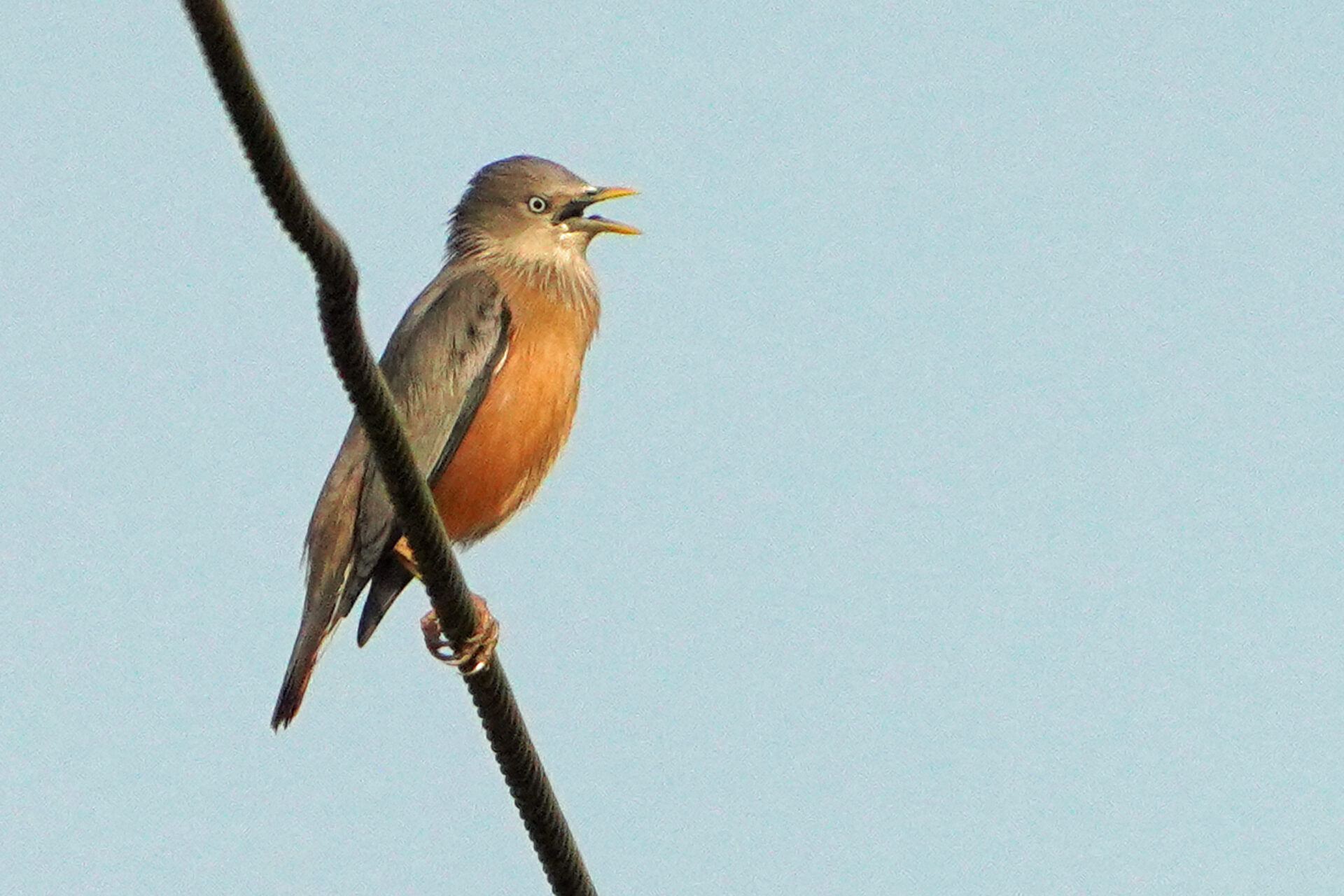Die Cole Wetlands bei Athirapilly bieten viele Wasservögel und Watvögel