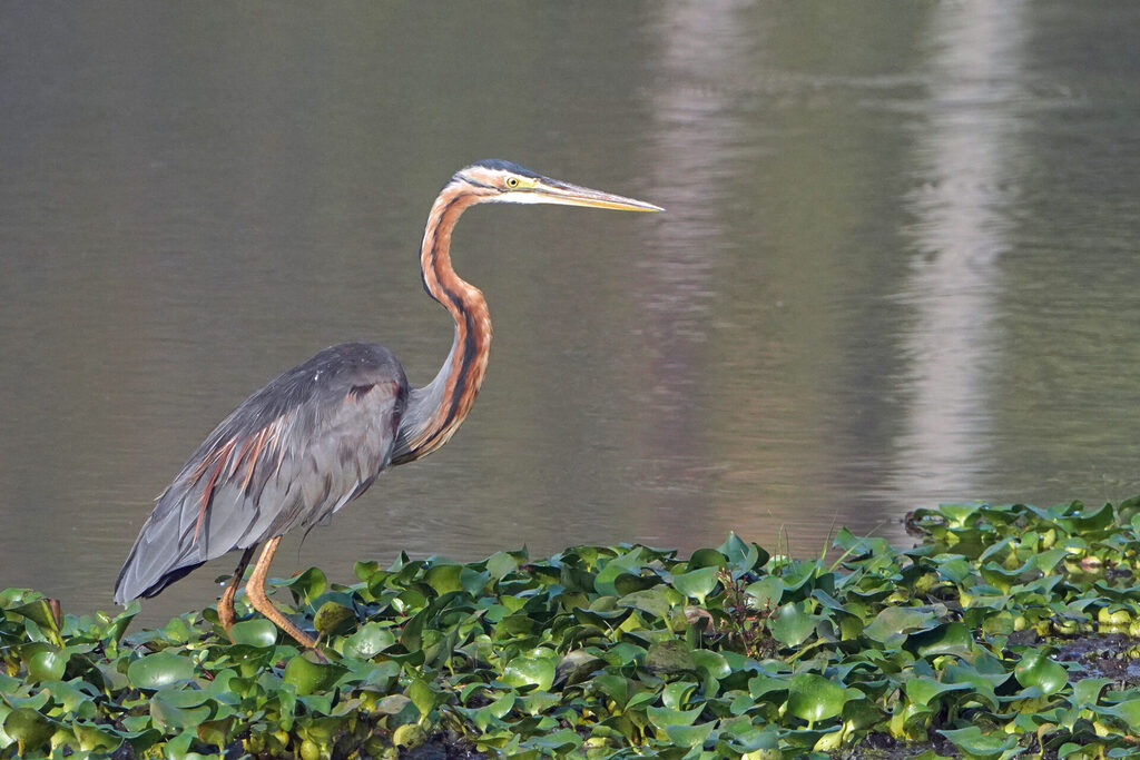 Purpurreiher in den Cole Wetlands bei Athirapilly in Kerala
