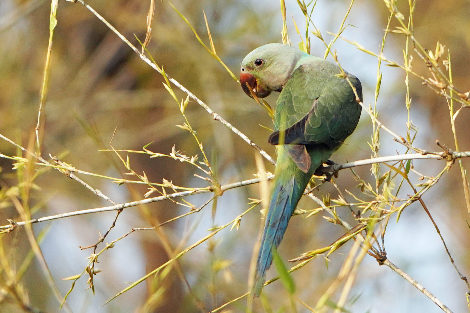 Malabar Parakeet