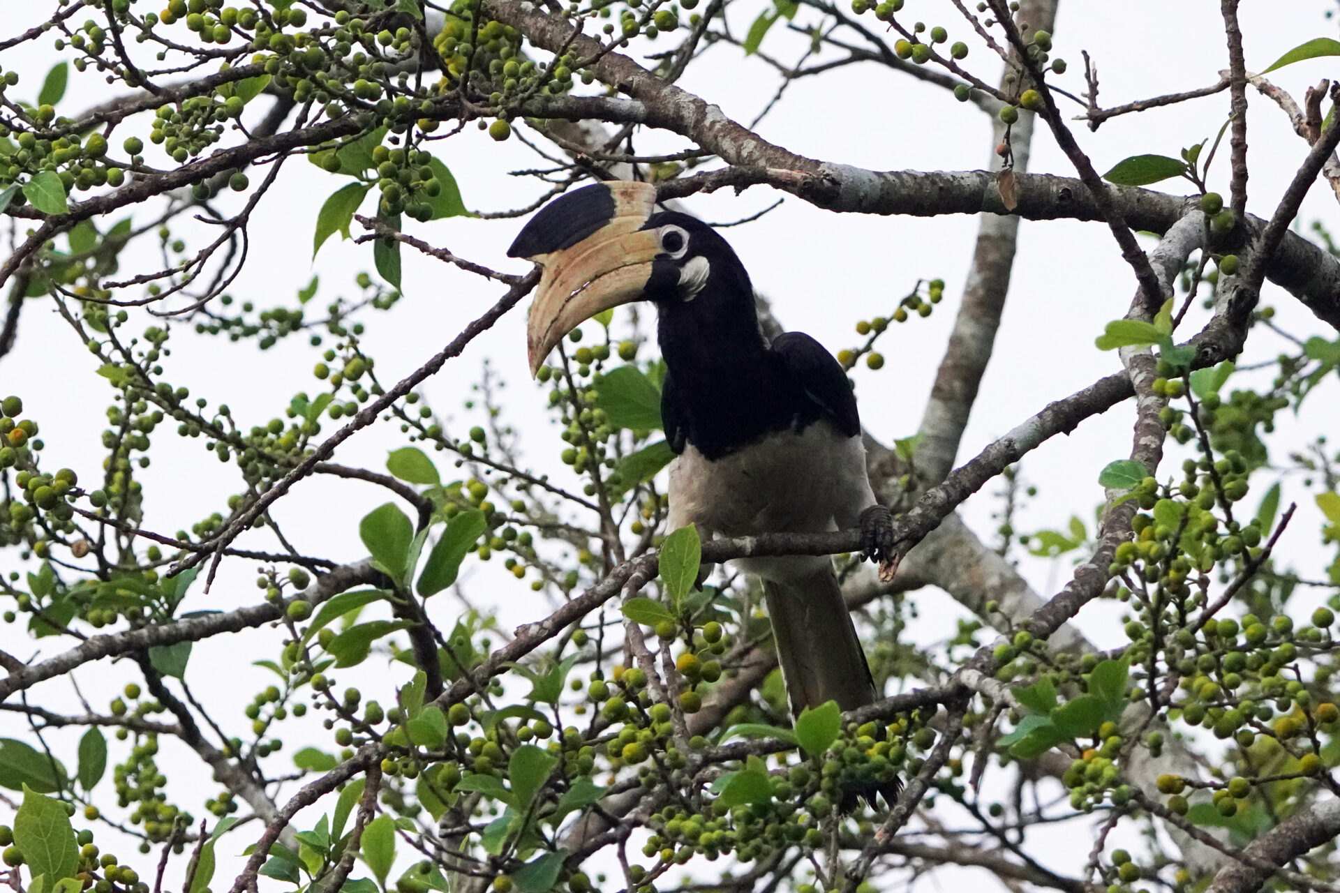 Der Pied Malaber Hornbill frisst zu Sonnenaufgang im Baum