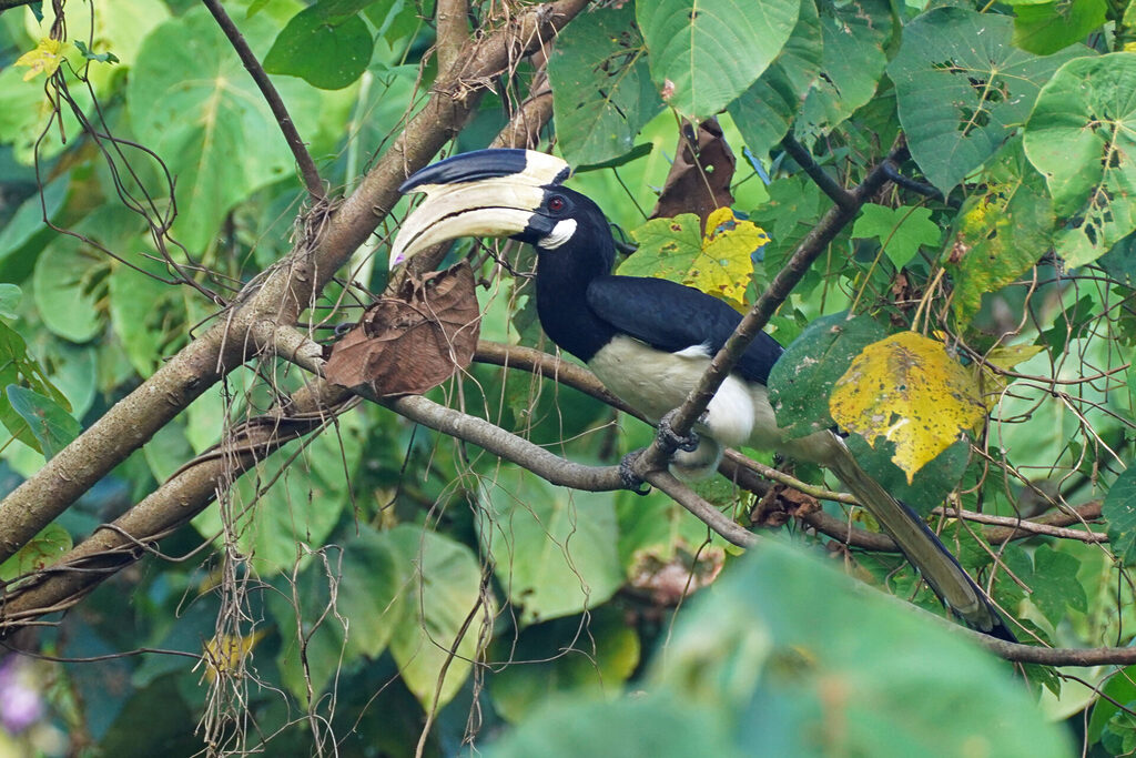 Malaber Pied Hornbill fressen am Abend im Baum in Athirapilly