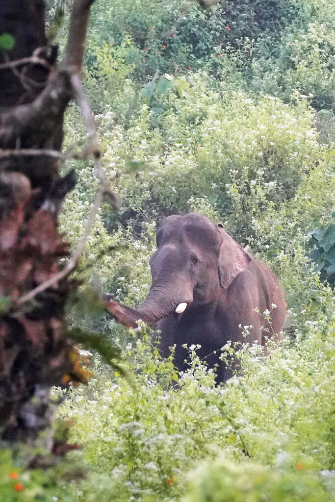 Die vierte Begegnung mit Elefanten bei Athirapilly in Kerala