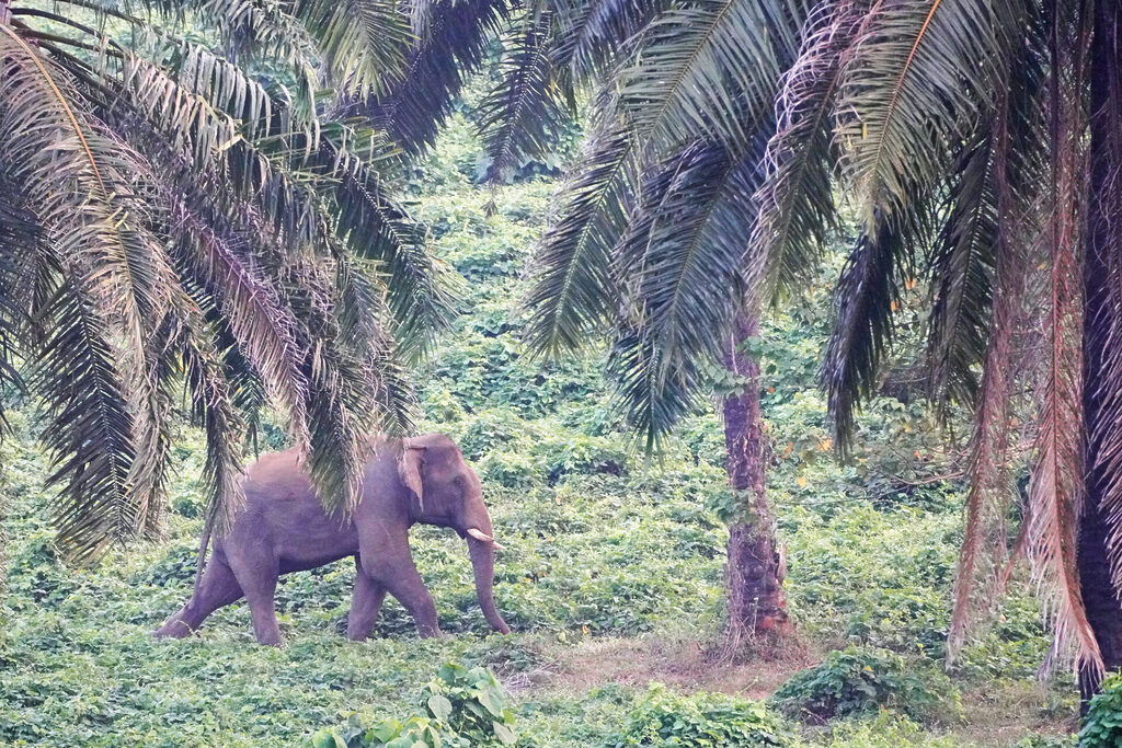 Die vierte Begegnung mit Elefanten bei Athirapilly in Kerala