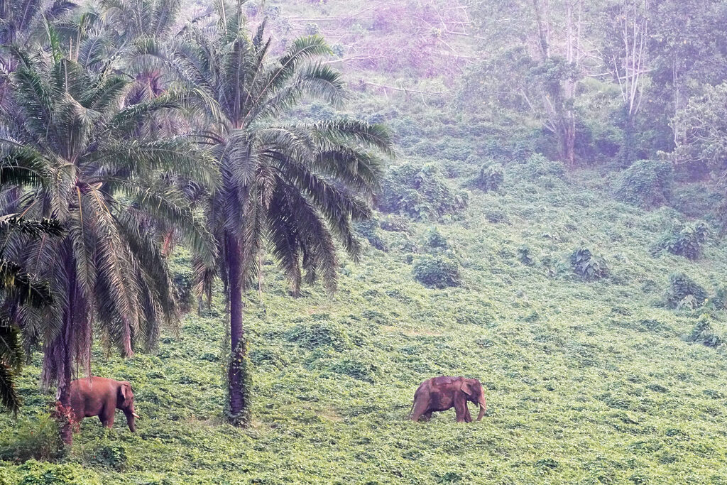 Die vierte Begegnung mit Elefanten bei Athirapilly in Kerala