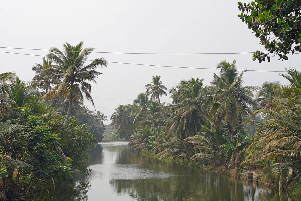 Palmen säumen das Ufer der Wasserstraßen in den Backwaters