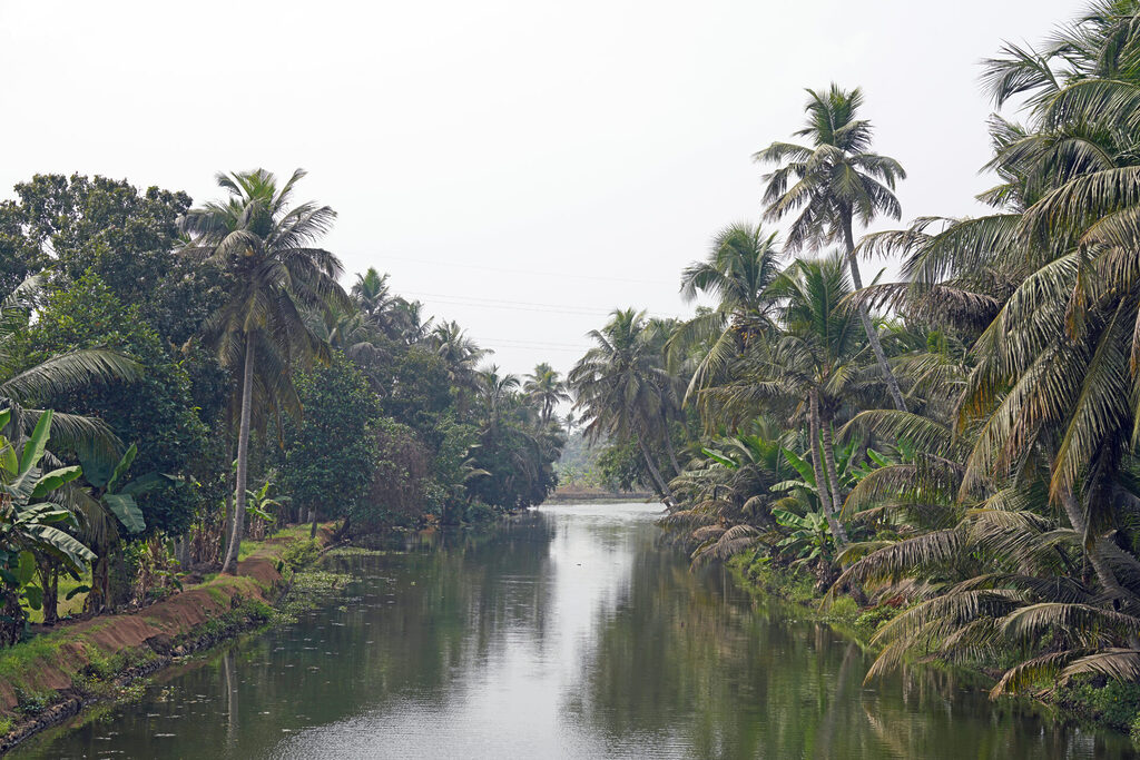 Palmen säumen das Ufer der Wasserstraßen in den Backwaters