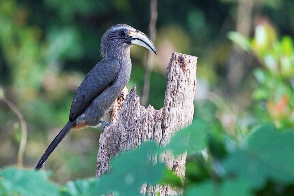 Der Malabar Grey Hornbill ist auf dem Gelände der Eldhose Birding Lodge am frühen Morgen ein regelmäßiger Gast - hier ein Weibchen.