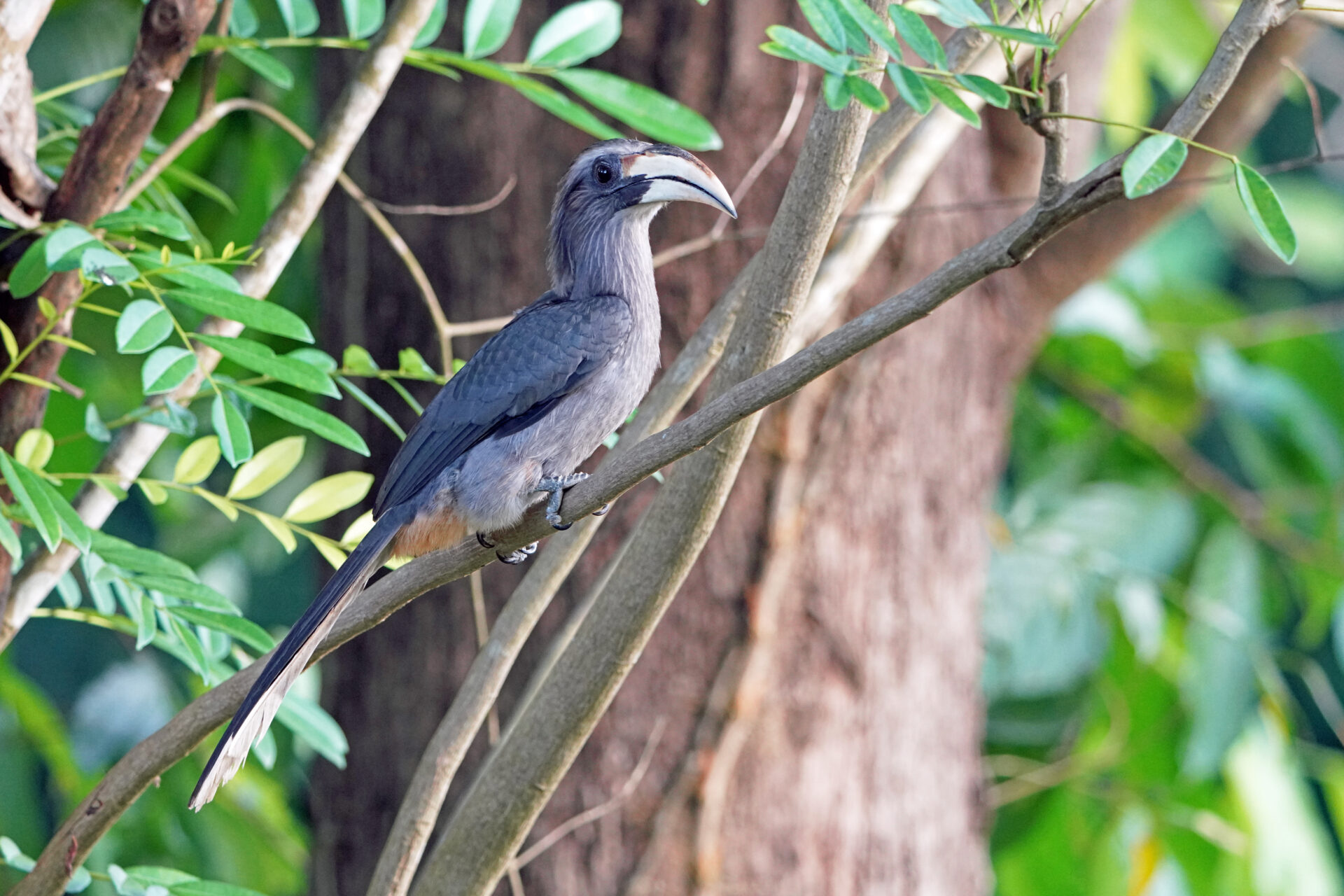 Faszinierendes Bird Watching, hier der Malabar Hornbill, in Thattekad auf dem Gelände der Eldhose Birding Lodge