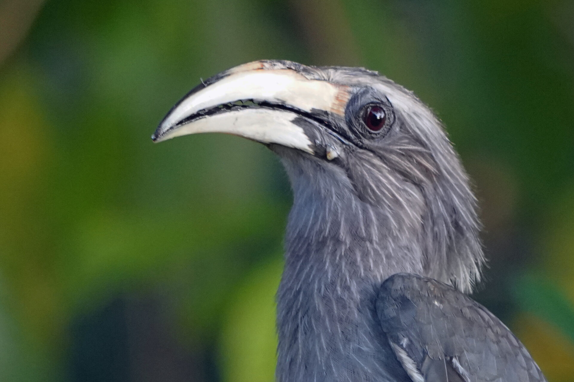 Faszinierendes Bird Watching, hier der Malabar Hornbill, in Thattekad auf dem Gelände der Eldhose Birding Lodge