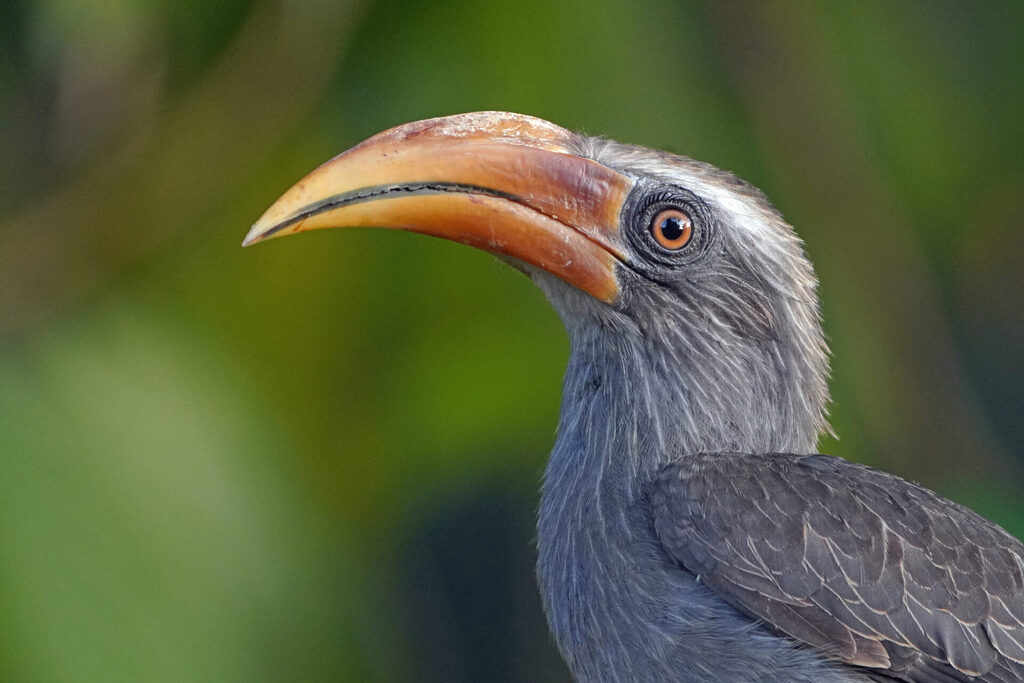 Der Malabar Grey Hornbill ist auf dem Gelände der Eldhose Birding Lodge am frühen Morgen ein regelmäßiger Gast - hier ein Weibchen.