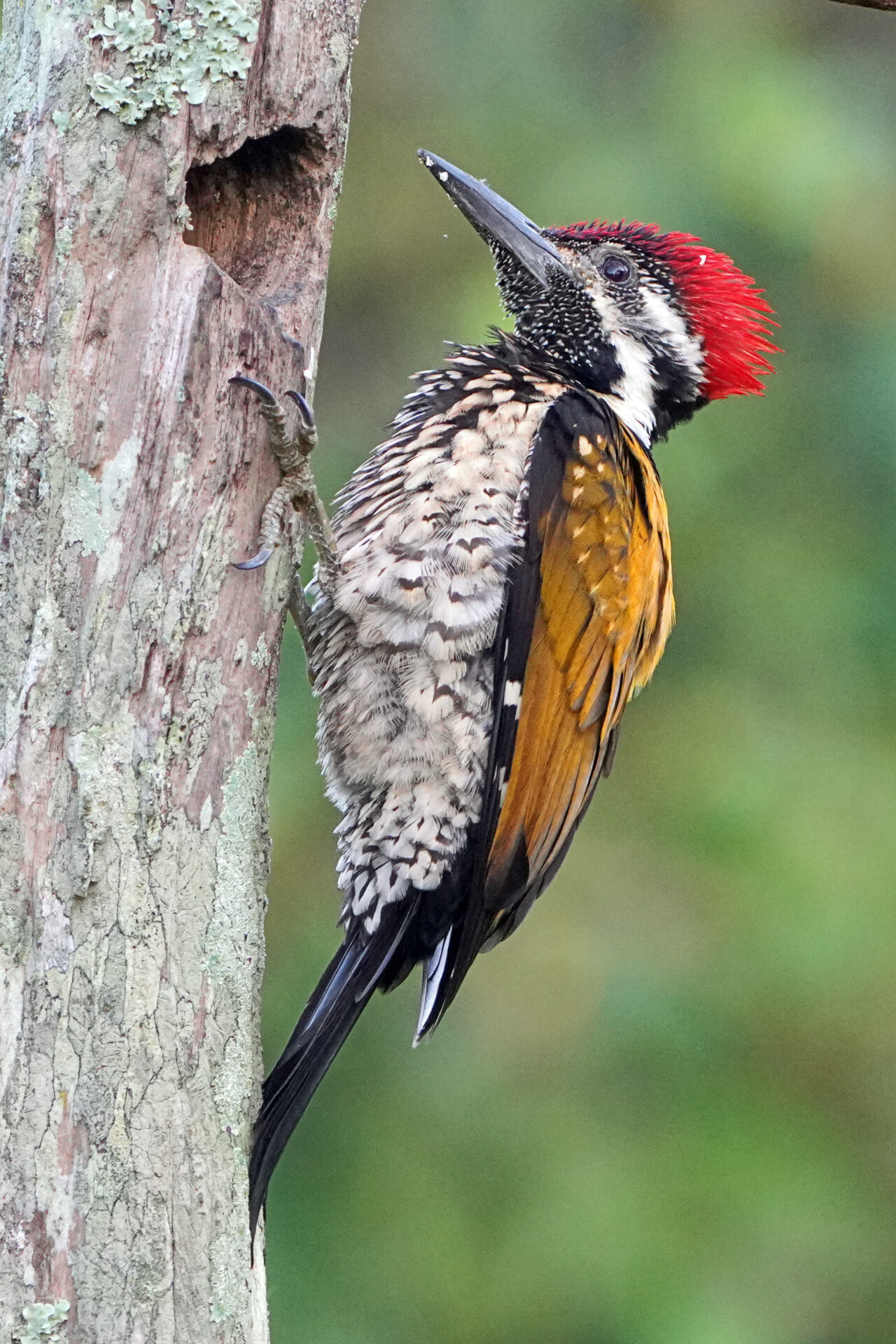 Faszinierendes Bird Watching, hier der Black Rumped Flameback, in Thattekad auf dem Gelände der Eldhose Birding Lodge