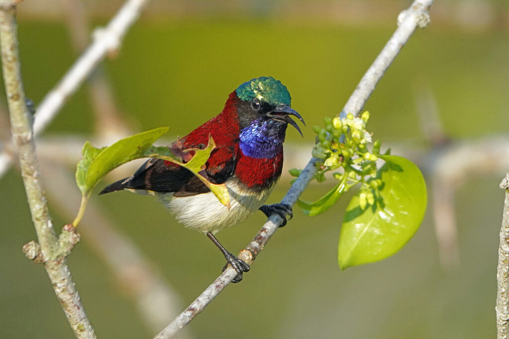 Der Crimson Sunbird ist ein wahres Naturwunder im Thattekad Bird Sanctuary