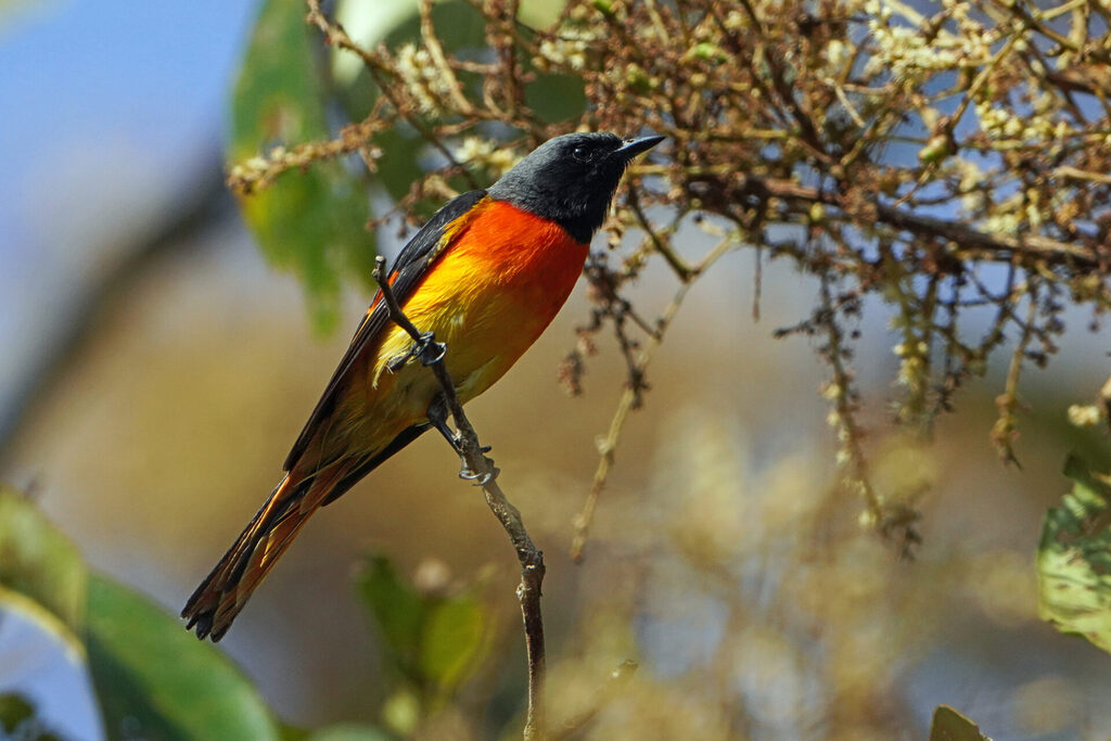 Schwarz, rot und gold präsentierte sich die männliche Variante des Small Minivet