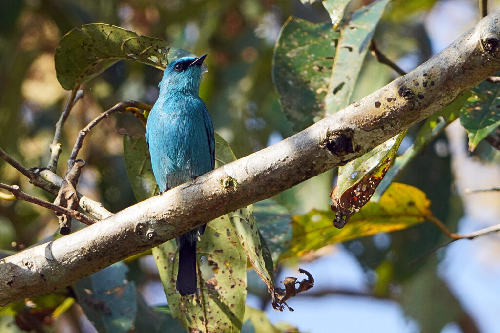 Stolz zeigte sich der Verditer Flycatcher im Thattekad Bird Sanctuary