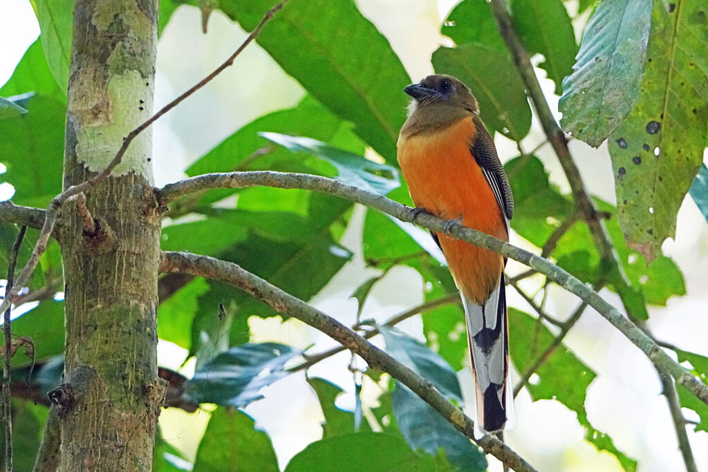 Ebenfalls ein Star im Thattekad Bird Sanctuary ist der Malaber Trogon - hier ein Weibchen