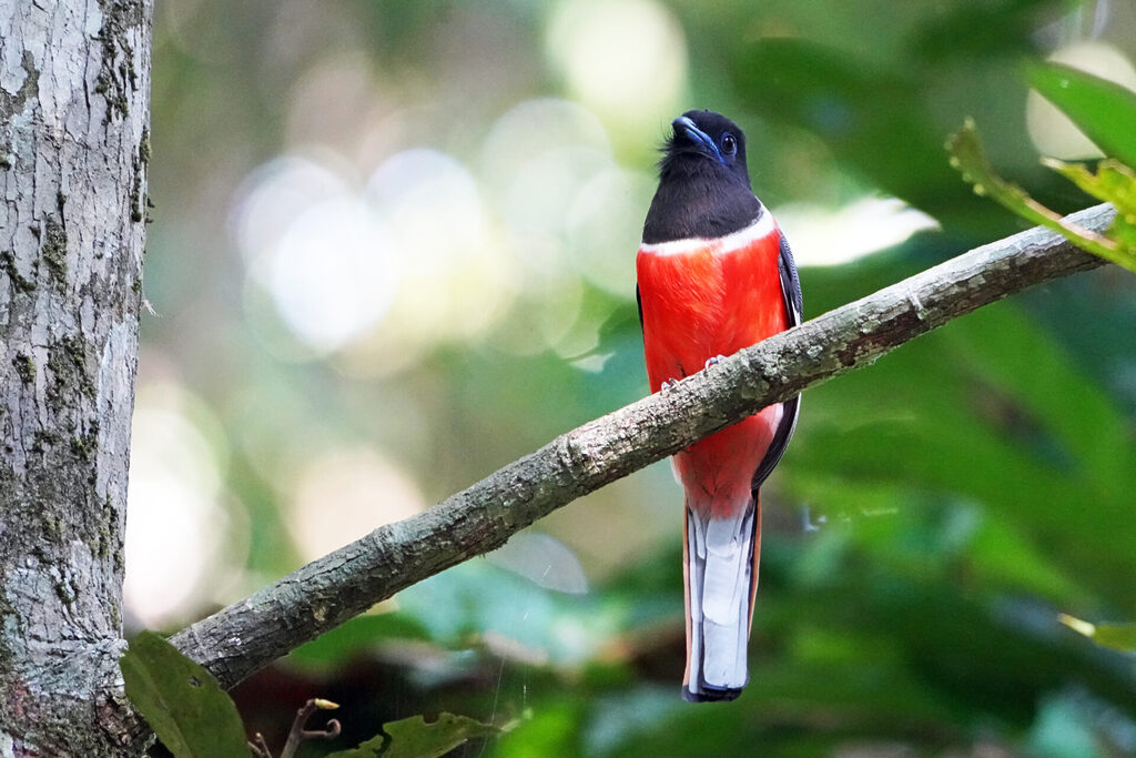 Ebenfalls ein Star im Thattekad Bird Sanctuary ist der Malaber Trogon - hier ein Männchen