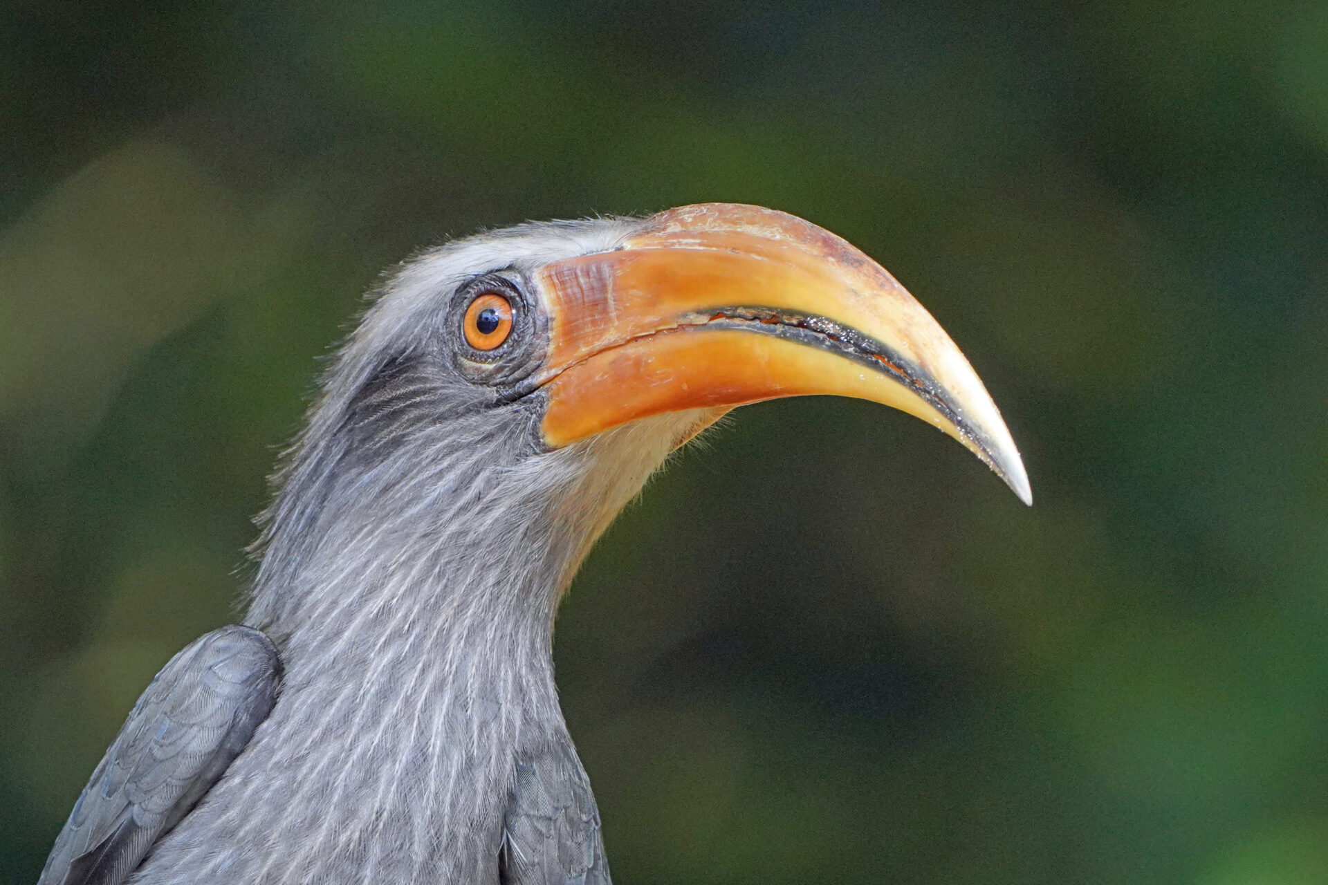 Faszinierendes Bird Watching, hier der Malabar Hornbill, in Thattekad auf dem Gelände des Treepie Hide