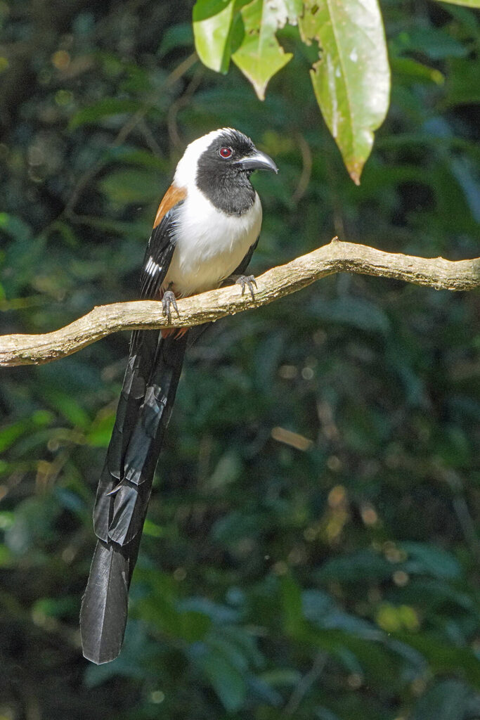 Der white bellied treepie (Weißbauch-Baumeister) ist endemisch in den Western Ghats in Indien