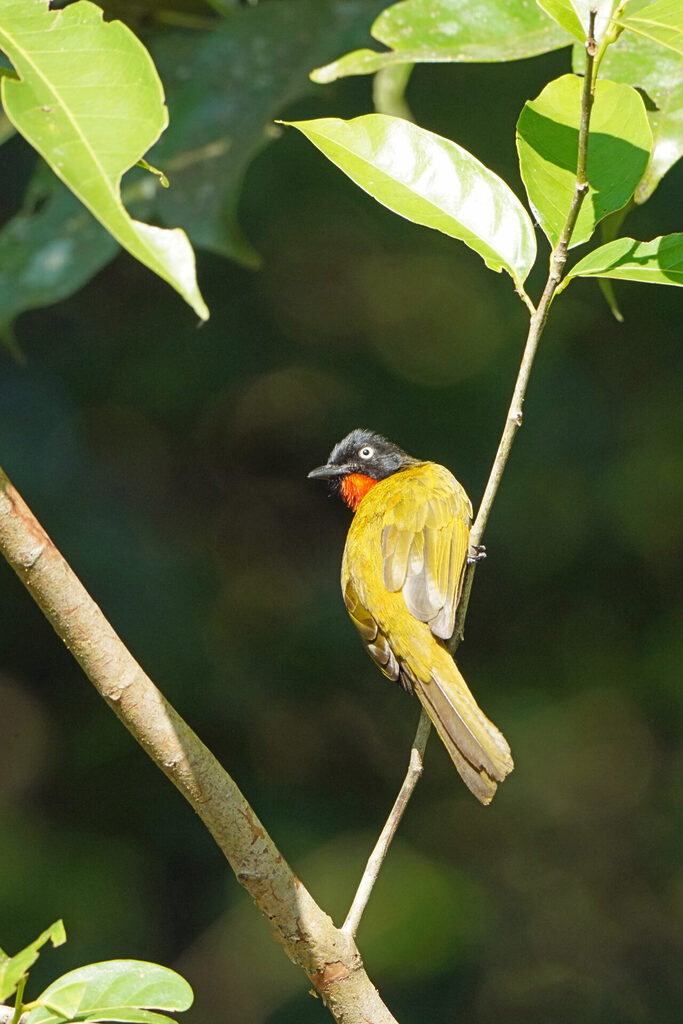Der flame throated Bulbul ist in Thattekad recht selten zu sehen, dennoch ein sehr schöner Vogel