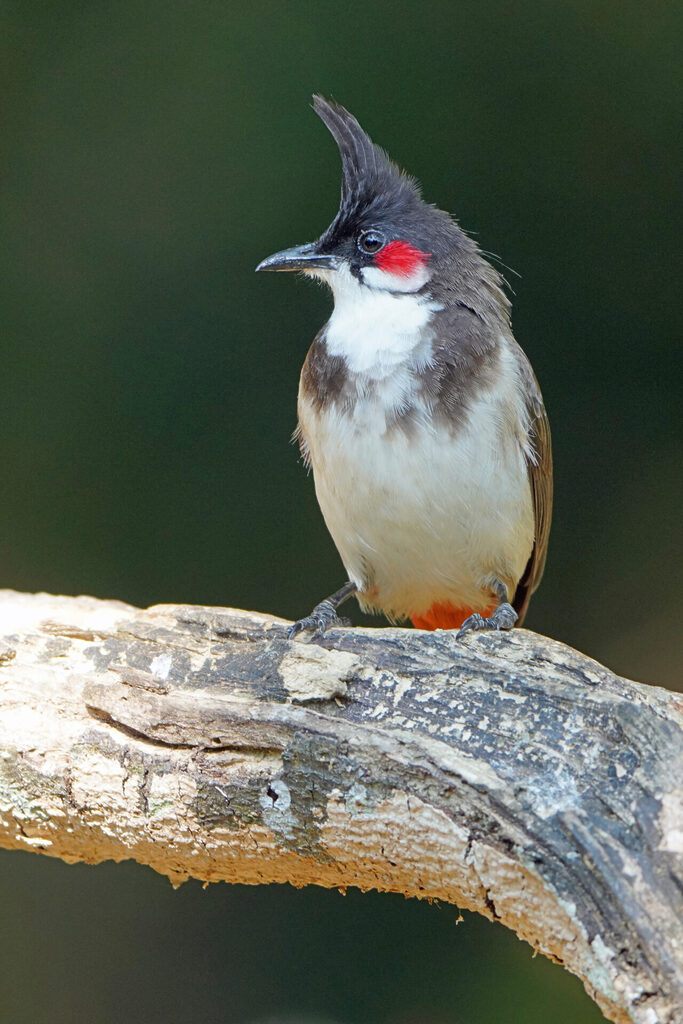 Der Rotkehl-Bülbül (red whiskered bulbul) ist der vielleicht schönste Bulbul in Thattekad und kommt sehr häufig vor