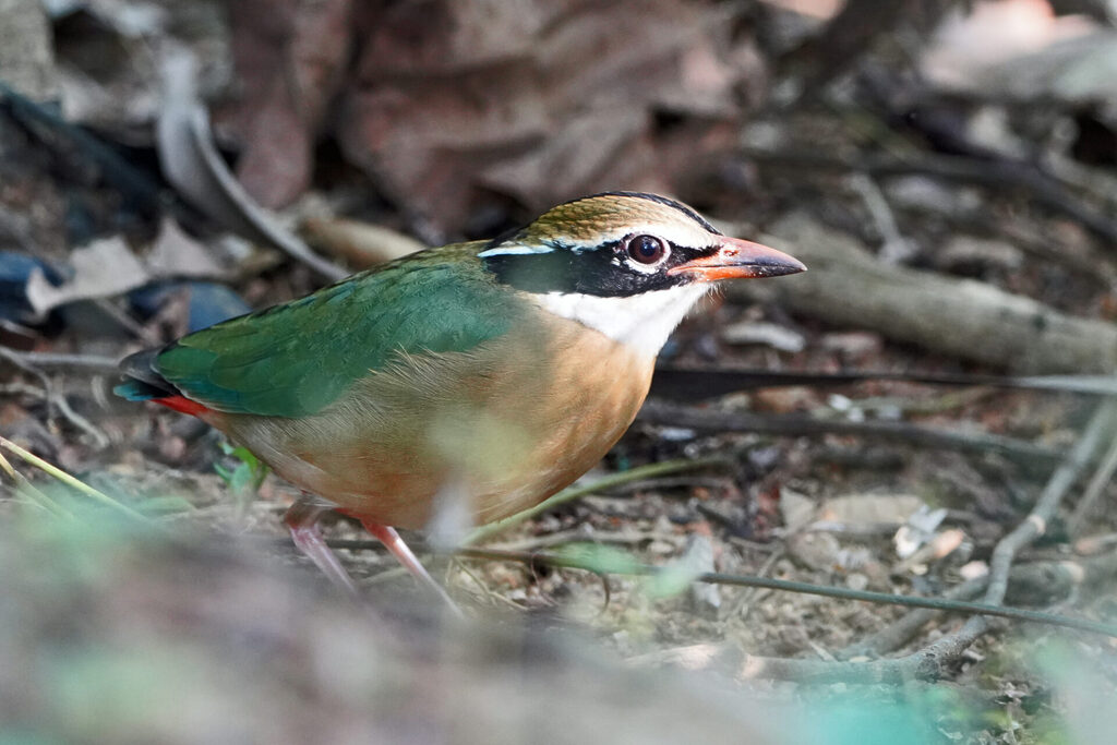 Das Indian Pitta zeigte sich in Thattekad am Treepie Hide in seinen vollen Pracht und ließ sich ausgiebig fotografieren
